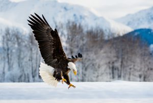 eagle landing in snow